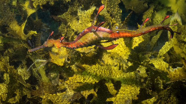 A weedy sea dragon off Yarra Bay.