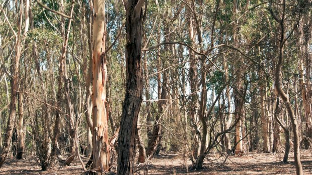 Trees in the outback may fare better than those in urban centres, at high risk of dieback over coming decades.