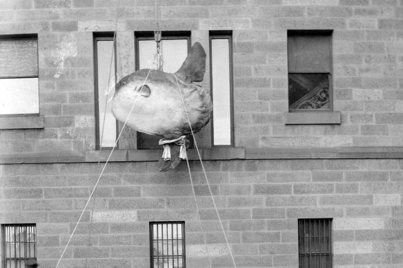 After being preserved by taxidermists in 1883, the huge sunfish specimen had to enter the museum gallery via the tallest available opening: an upstairs window.