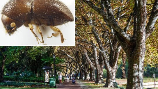 Hyde Park trees, shot hole borer main picture WAtoday. Picture: City of Vincent/Supplied