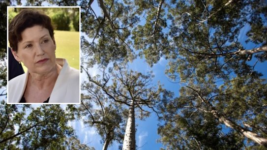 Western Australia has joined Victoria in banning commercial logging of native forests from next year; (inset) Jackie Jarvis.