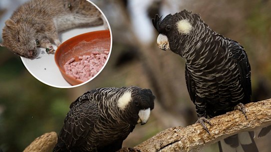 Carnaby’s black cockatoos, rodent bait, main picture.