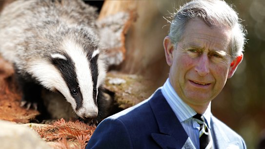 ‘Intellectually dishonest’: The future king was ill-disposed towards badgers.