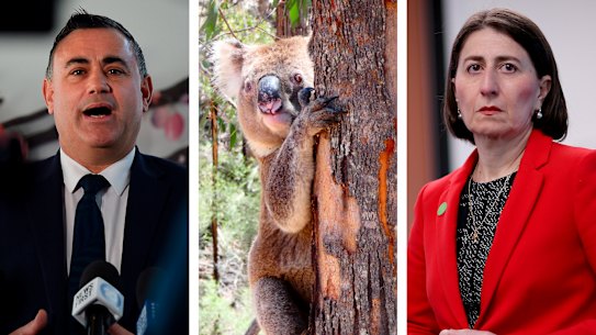 Planning policy related to koalas is threatening to split the government, with Deputy Premier John Barilaro asking Premier Gladys Berejiklian to call an emergency cabinet meeting.