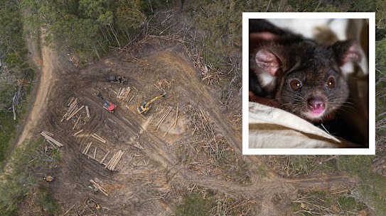 Greater glider - Tallaganda State Forest