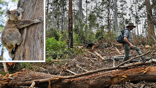 Mark Graham of the Bellingen Nature Company at the Ellis State Forest, south-west of Grafton, where critical, old growth Koala habitat is being logged.  