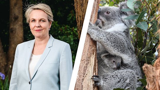 Environment Minister Tanya Plibersek may be asked to approve up to 140 developments that could worsen the koala extinction crisis. 