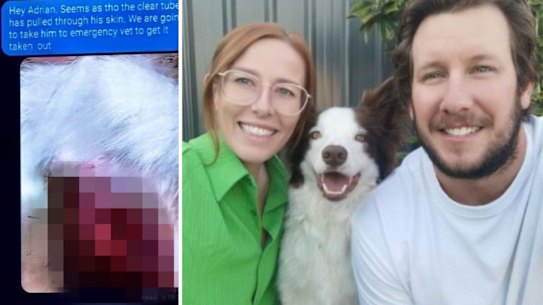 Jake and Lucy’s dog Harry nearly lost his leg following surgery.