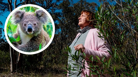 An environmental group says land designated for the proposed 1700-home Figtree Hill estate is core koala habitat it says can save the marsupial from extinction.