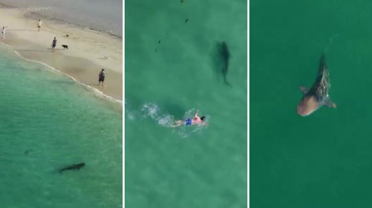 ‘Trevor the shark’ spotted swimming off Perth beaches. Picture: 9News Perth