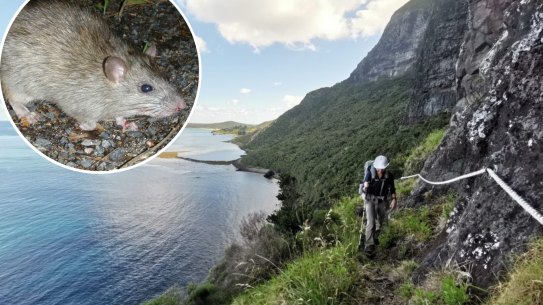 Lord Howe Island rat infestation