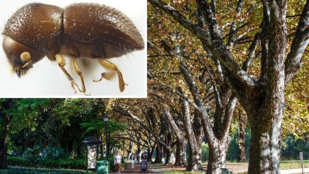 ‘Absolutely devastating’: A tiny exotic beetle will see 180 of Hyde Park’s trees cut down