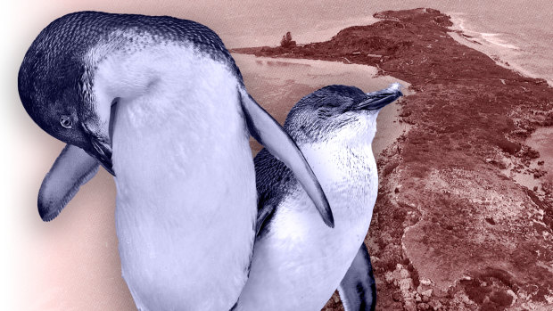 ‘This is a really dark day’: Report reveals perilous state of WA’s little penguin population