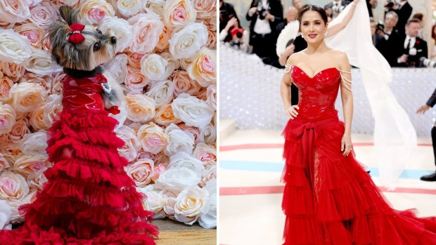 Who wore it better? Pets get the red carpet treatment in recreations of Met Gala looks
