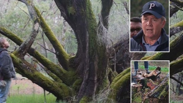 ‘Far from happy about it’: WA environment minister orders report after 800-year-old tree cut down