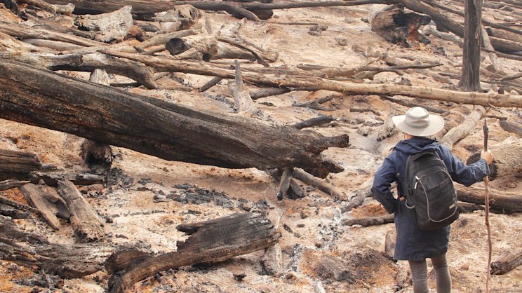 theage.com.au - Royce Millar - Confidential files reveal logging ban push ignored by the Andrews government