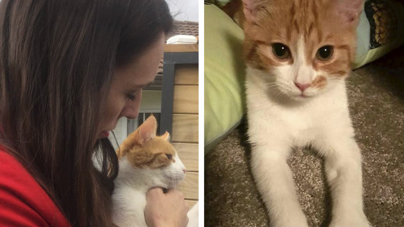 Confession I Killed Prime Minister Jacinda Ardern S Cat Paddles