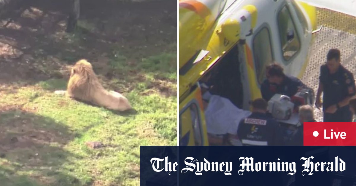 Brisbane news live: Two teens arrested at airport over ‘spicy’ drug plot; Woman loses arm in lion attack at Queensland zoo; Munster to play Origin after his father’s death