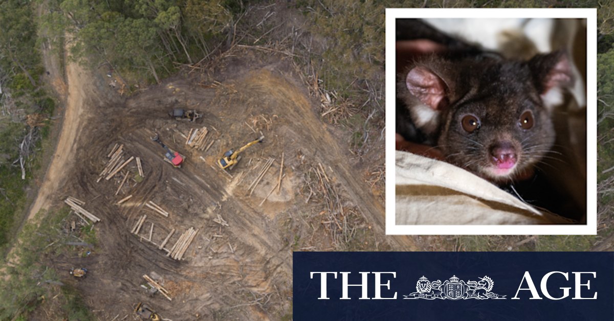 Tallaganda State Forest logging suspended after endangered greater glider found dead - Vimarsana News