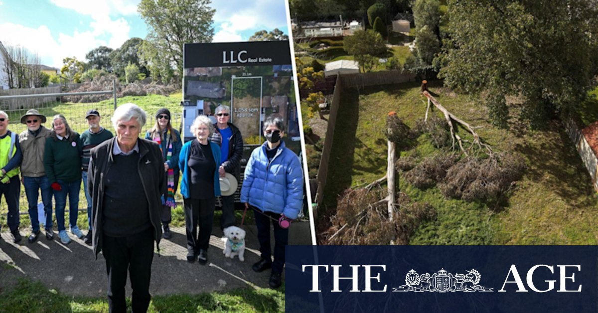 Boroondara, Stonnington and Whitehorse councils wrestle illegal tree removals - Vimarsana News