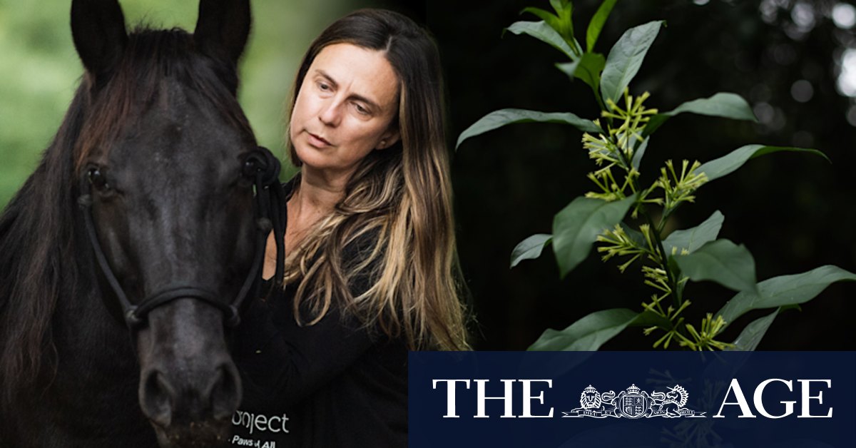 Night-blooming jasmine is a toxic weed in NSW. It is still sold in garden centres - Vimarsana News