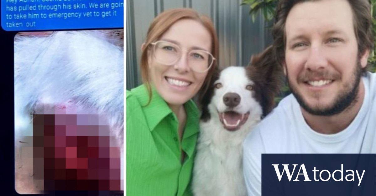 Perth pet owners voice concerns on eve of suspended vet's return - Vimarsana News