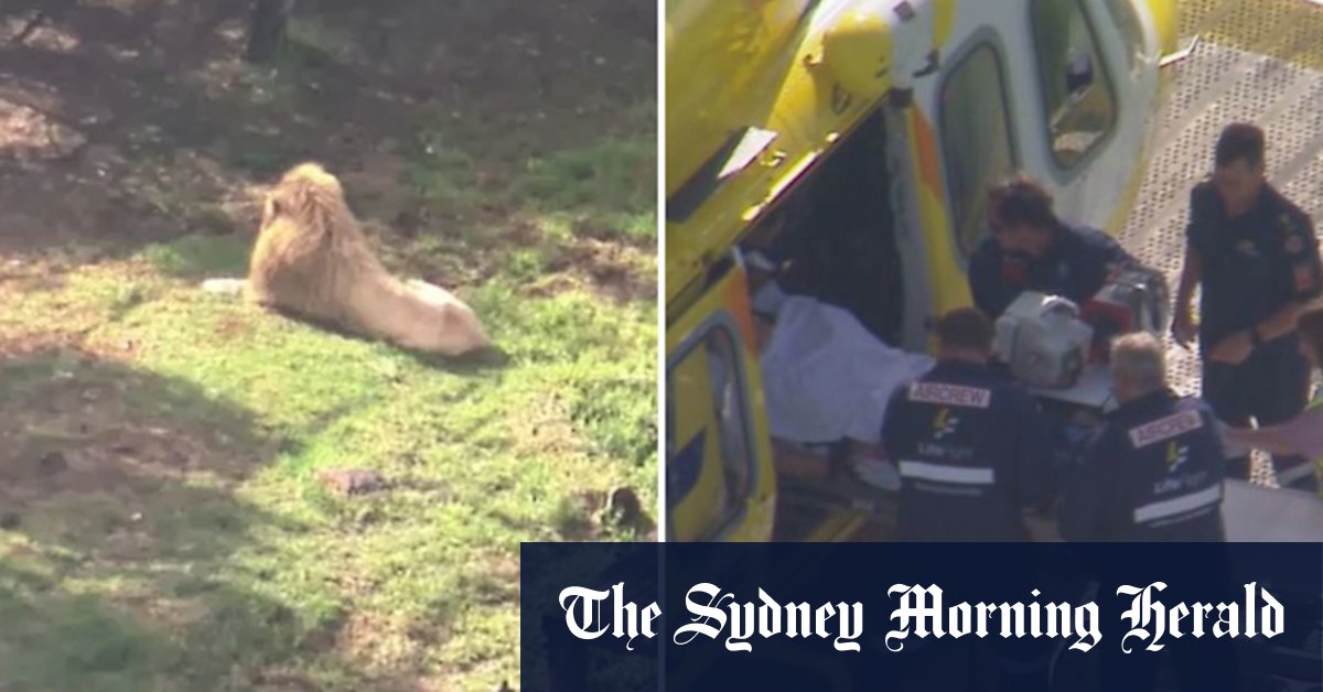 Woman was watching keepers work when lion attacked, zoo says