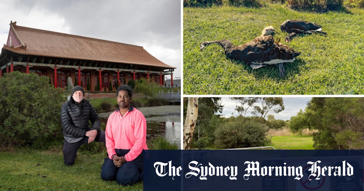 Maribyrnong River swan deaths: Three swans killed in Footscray dog attack - Vimarsana News