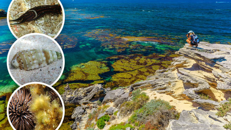 Coral reef health – Pilbara Marine Conservation Partnership