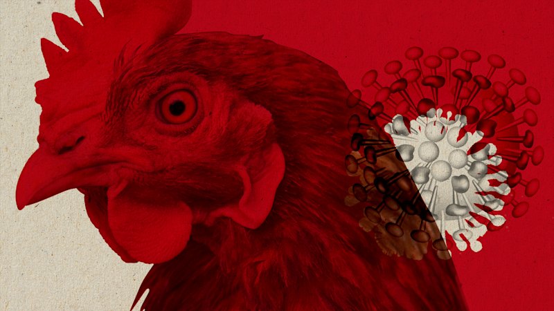 Bird flu can be fatal for cats and might stop off-leash dogs (australia) — SMH