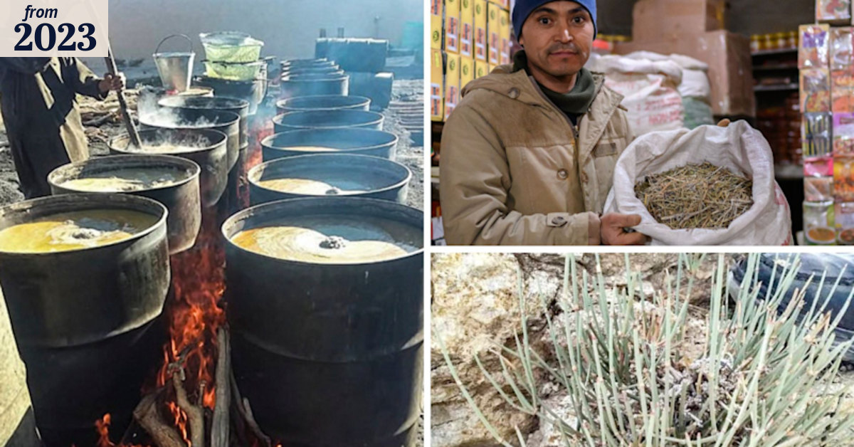 Crystal meth: The wild, green shrub in Afghanistan that is dividing ...