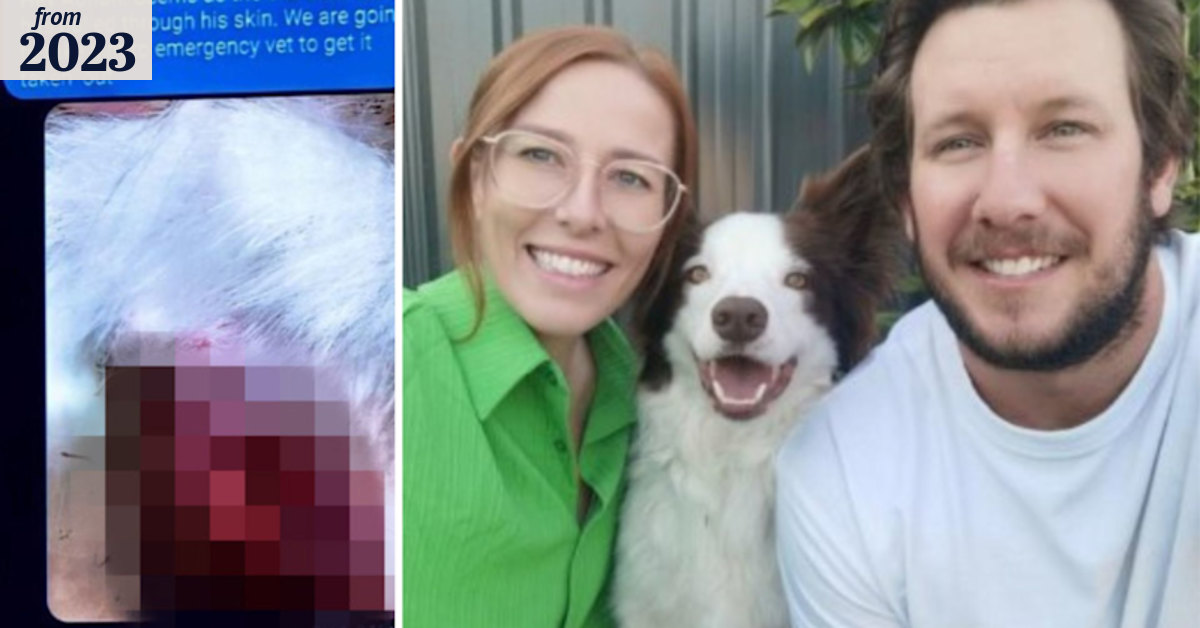 Perth pet owners voice concerns on eve of suspended vet’s return