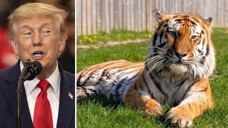 Trump shares AI video of himself wrestling tiger that killed British man at zoo