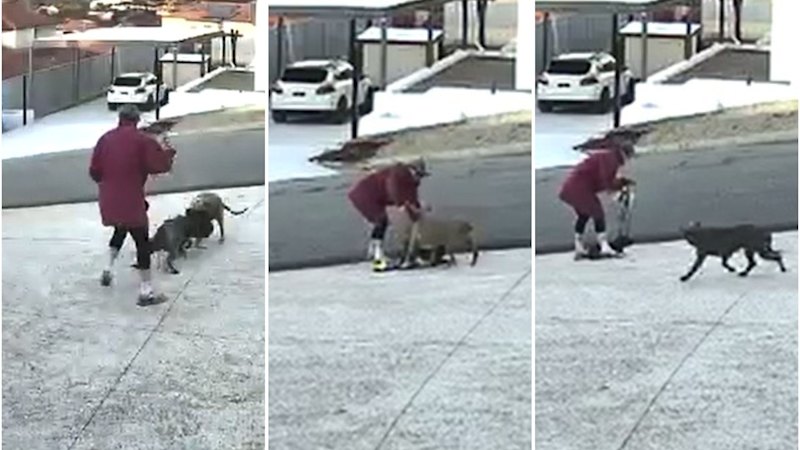CCTV captures horror dog attack in Perth’s north