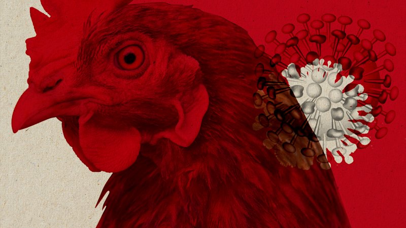 First suspected bird flu case in NSW, as state ramps up surveillance