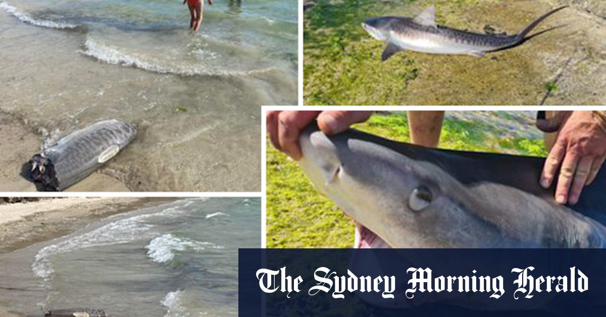 Dead sharks left at beaches as bans push fishers further south of Perth - Vimarsana News
