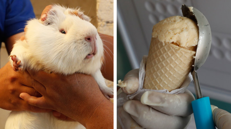 Guinea Pig Ice Cream A Scoop Thats Hard To Swallow - 