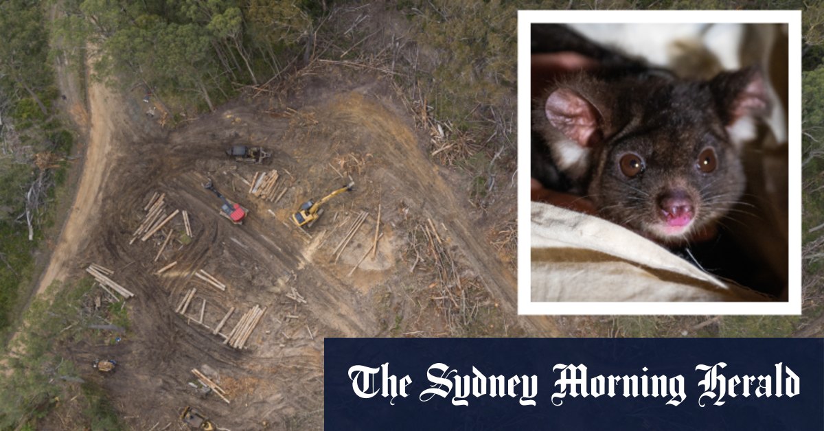 Logging in NSW forest suspended after an endangered greater glider found dead