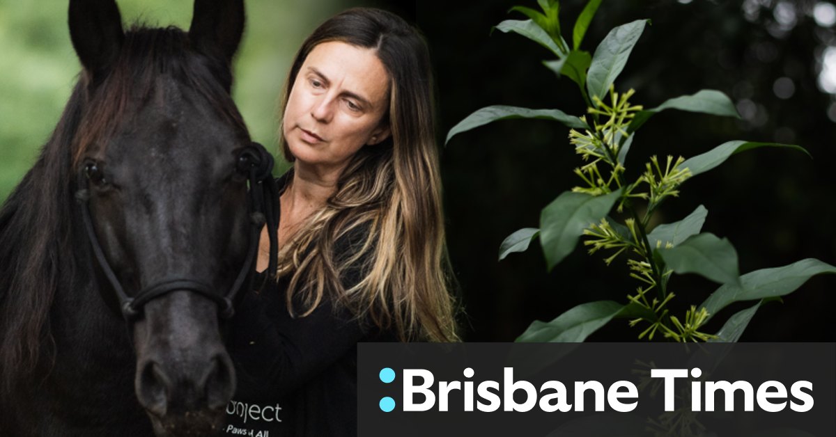 Evening-blooming jasmine is a poisonous weed in NSW. It’s nonetheless bought in backyard centres