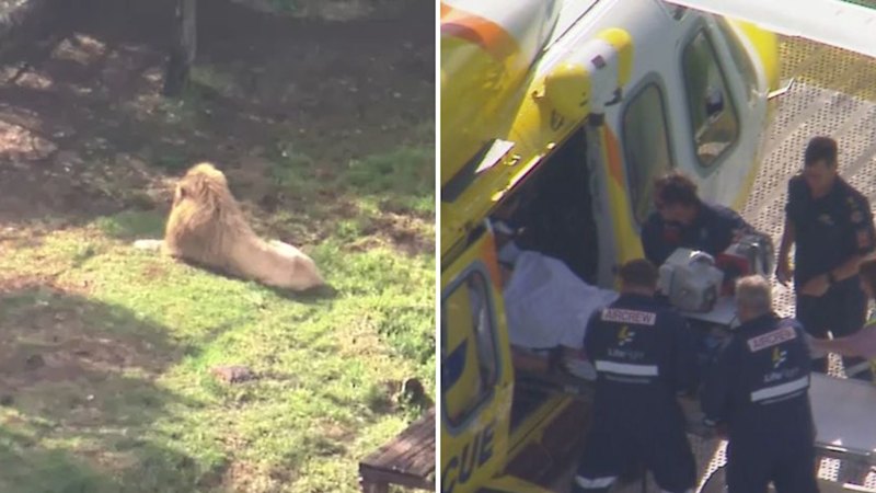 Brisbane news live: Two teens arrested at airport over ‘spicy’ drug plot; Woman loses arm in lion attack at Queensland zoo; Munster to play Origin after his father’s death
