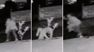 Composite image of woman apparently stealing a lemon tree from a suburban footpath in Brisbane.