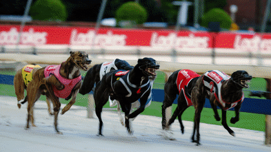 Wentworth Park’s race has been run as crowd flocks for one last lap
