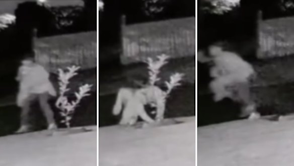 Composite image of woman apparently stealing a lemon tree from a suburban footpath in Brisbane.