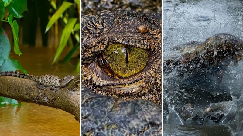 Qld photographer on quest to snap tiny predators – before they snap him