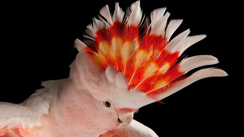 ‘The living flame’: Why Brisbane 2032 emblem designers chose a cheeky cockatoo