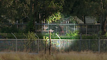 A baboon inside the facility in Wallacia.