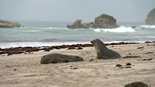 First endangered Australian sea lion dies from bird flu on Kangaroo Island