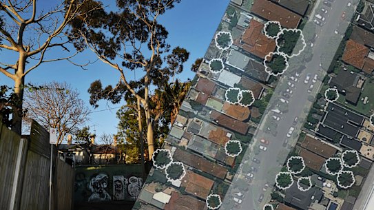 'Tree massacre': Inner West councillors' warning after 'ambush'.