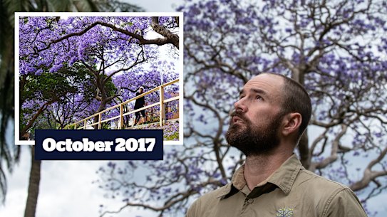 Main: Royal Botanic Garden Sydney senior arborist Matthew Coyne. Inset: Jacarandas in bloom in McDougall Street, Kirribilli, in October 2017 (16x9)
