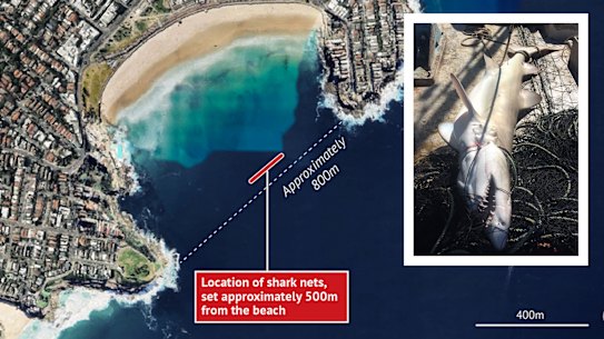 The state government has installed nets to deter sharks at Sydney beaches since 1937. There’s growing doubt though about their effectiveness.